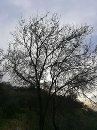 Low angle view of tree against sky