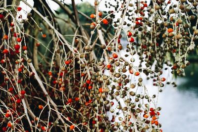 Close-up of berries growing on tree