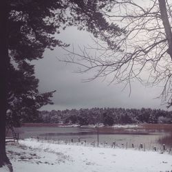 Bare trees on snow covered landscape