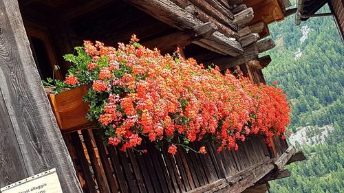 Flowers on plant outside house