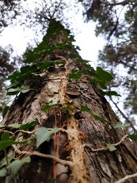 Low angle view of tree trunk in forest