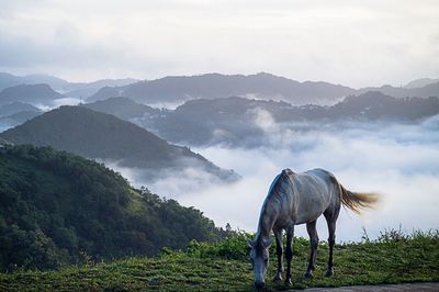 View of a horse on field against mountain range