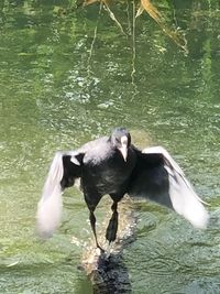 View of duck swimming in lake