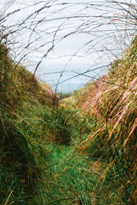 Plants growing on land against sky