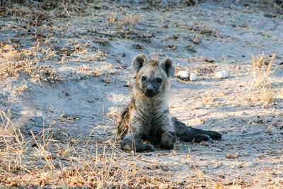 Portrait of hyena sitting in forest