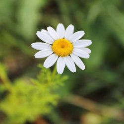 Close-up of white daisy blooming outdoors