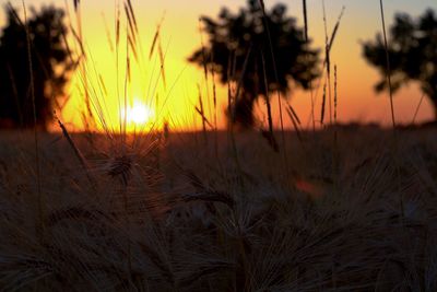 Close-up of silhouette plants on field against sky during sunset