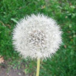 Close-up of dandelion flower