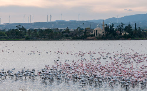 Flock of birds in a lake