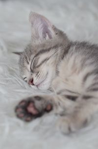 Close-up of cat sleeping on bed