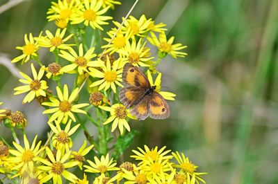 Close-up of bee pollinating on flower