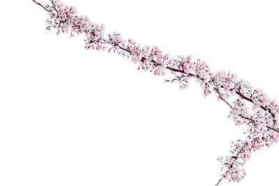 Low angle view of cherry blossom against clear sky