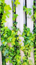 Close-up of ivy growing on fence