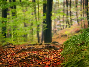 Close-up of autumn leaves in forest