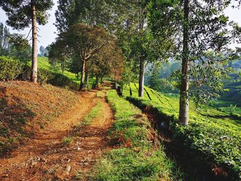 Scenic view of trees in forest