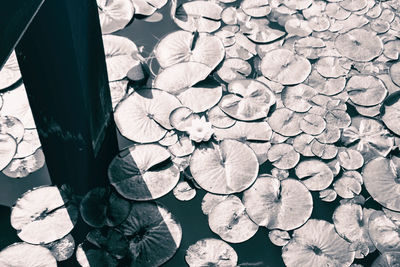 High angle view of leaves floating on water