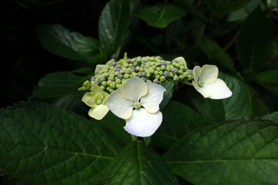 Close-up of white flowering plant