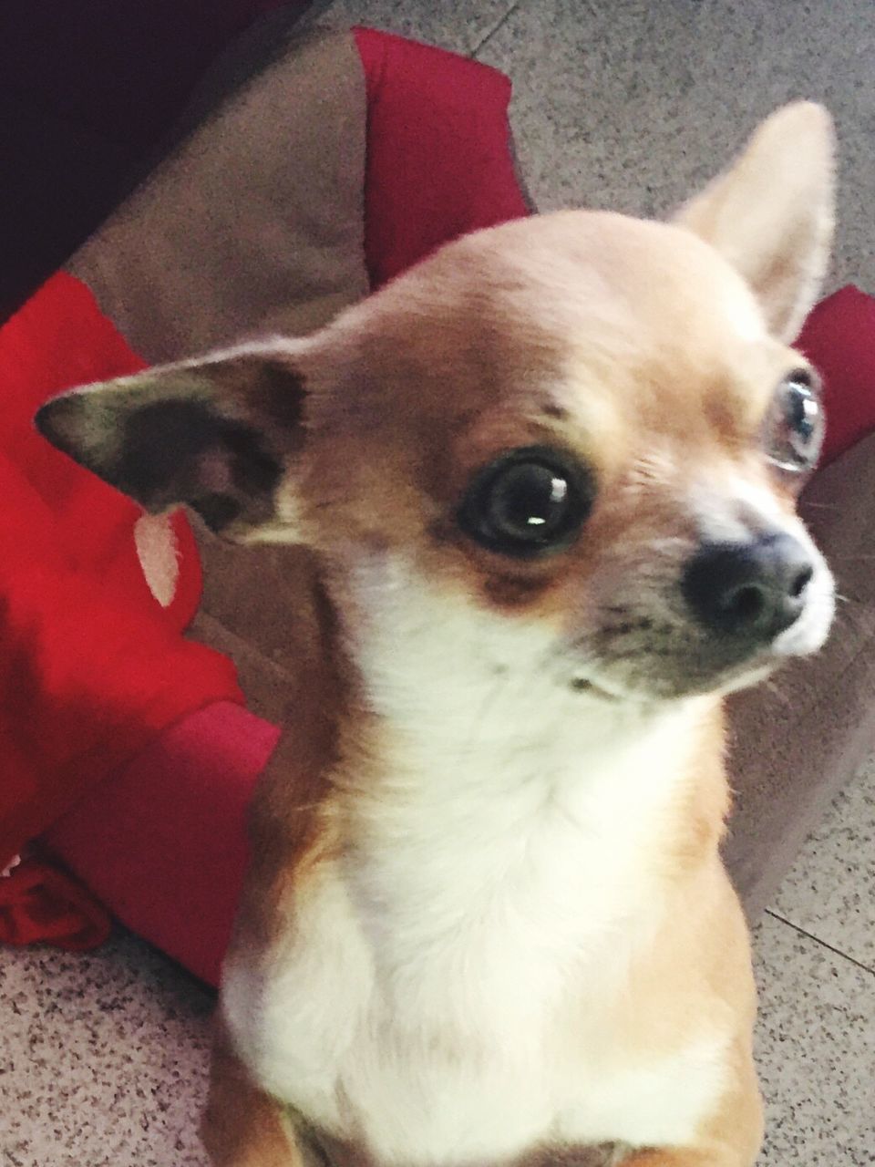 one animal, pets, animal themes, dog, domestic animals, mammal, chihuahua, looking at camera, indoors, home interior, no people, portrait, chihuahua - dog, pet clothing, close-up, cavalier king charles spaniel, day