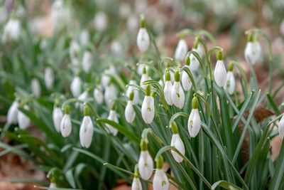 Close-up of white flowering plants