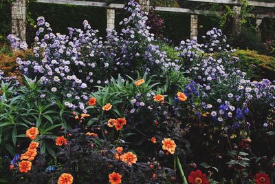 Flowers blooming outdoors