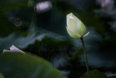 Close-up of white flowering plant