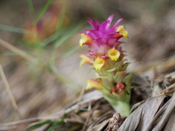 Close-up of pink flowering plant