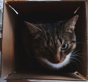 Close-up portrait of cat