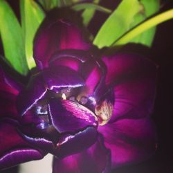 Close-up of purple flowers