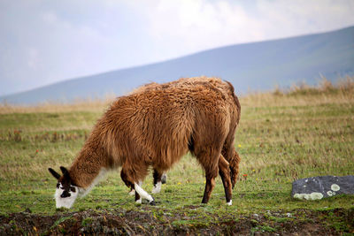 Llama grazing on grassy field