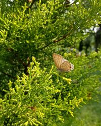Close-up of butterfly on plant