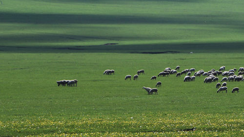 Flock of sheep grazing on grassy field