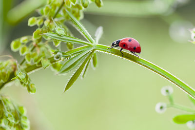 insect