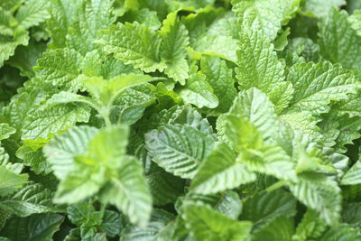 Close-up of green leaves