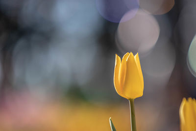 Close-up of yellow tulips