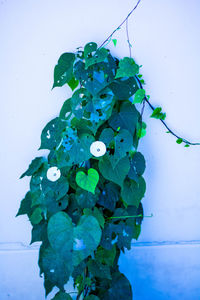 Close-up of flowering plant against blue wall