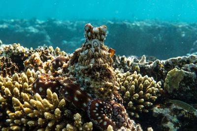 Close-up of coral in sea