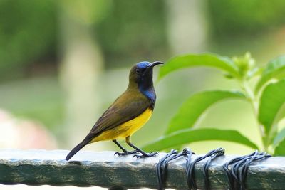 Close-up of bird perching on leaf