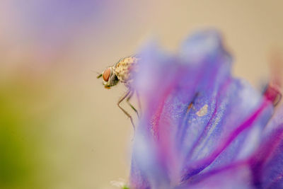 Close-up of insect on purple flower