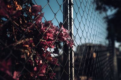 Close-up of chainlink fence against sky