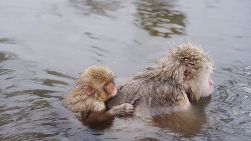 Monkeys swimming in hot spring