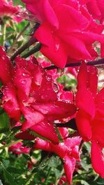 Close-up of wet red flowers