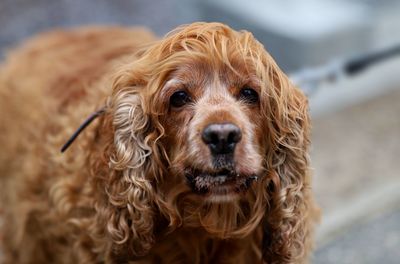 Close-up portrait of a dog