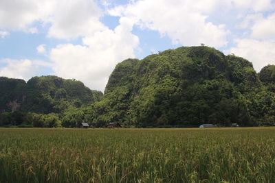 Scenic view of agricultural field against sky