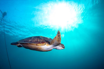 Turtle swimming in sea