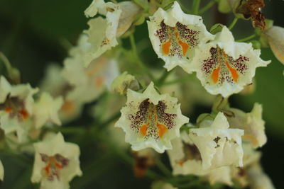 Close-up of flowering plant