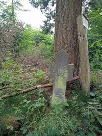 Trees growing in park