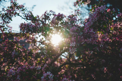 Low angle view of purple flowering plants against sky