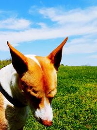 Close-up of a dog on field