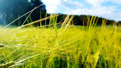 Close-up of crops growing on field against sky