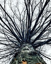 Low angle view of bare tree against sky